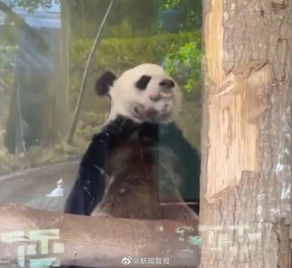 “丫丫”正式移交中方！